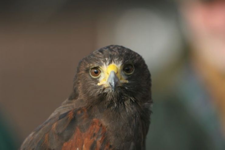 Male Harris' Hawk